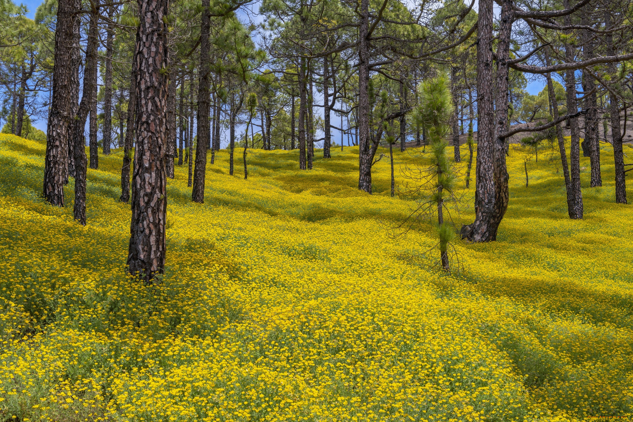 , , el, paso, canary, islands, spain